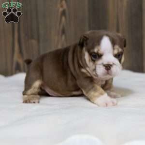 Marina Mocha, English Bulldog Puppy